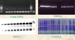 一体化凝胶成像仪如何使用 一体化凝胶成像仪保养要求